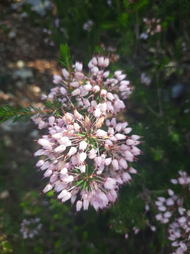 Mediterranean Heath (Erica multiflora)
