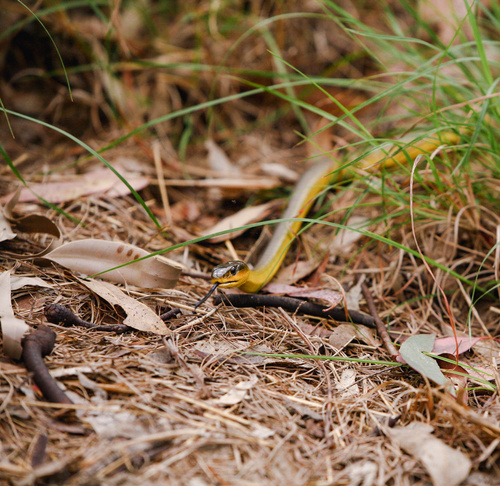 Common Tree Snake sighting