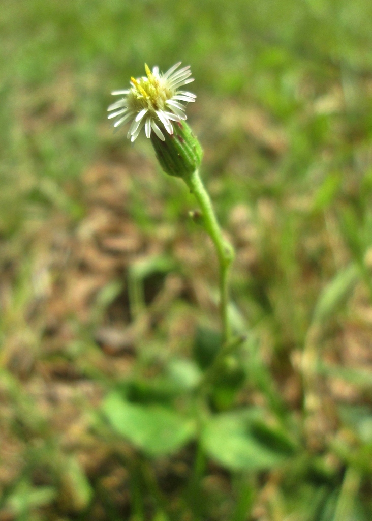 Podocoma bellidifolia