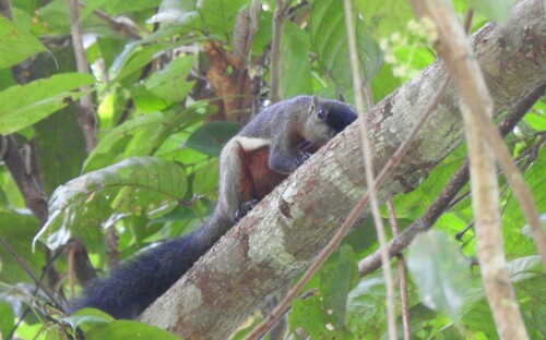 Callosciurus prevostii