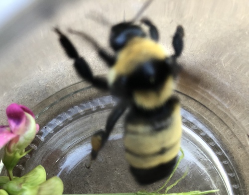 Black-and-gold Bumble Bee