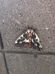 Citheronia splendens sinaloensis