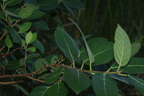 Image of Ficus opposita by (c) Greg Tasney, some rights reserved (CC BY-SA)
