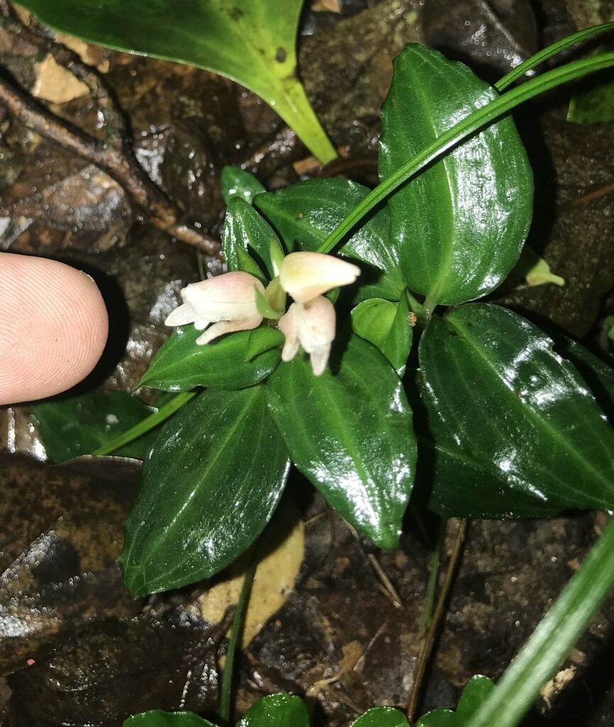 Goodyera henryi