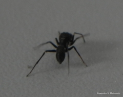 Sarinda nigra