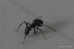 Sarinda nigra