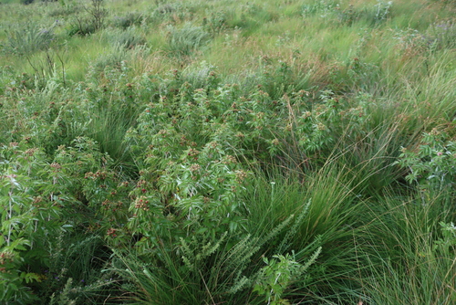 Rubus ludwigii, photograph 5