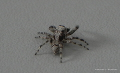 Balmaceda nigrosecta