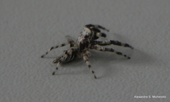 Balmaceda nigrosecta