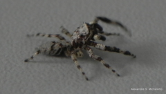 Balmaceda nigrosecta