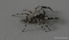 Balmaceda nigrosecta