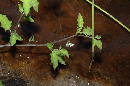 Solanum opacum