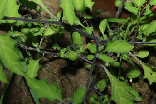 Solanum opacum
