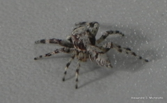 Balmaceda nigrosecta