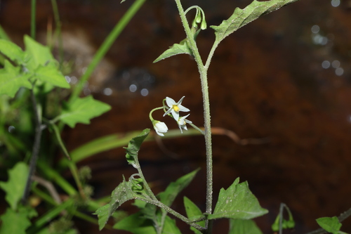 Solanum opacum