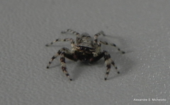 Balmaceda nigrosecta