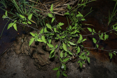 Solanum opacum