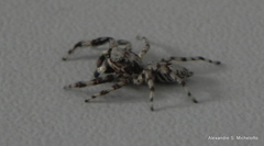 Balmaceda nigrosecta