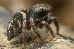 Habronattus oregonensis