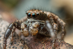 Habronattus oregonensis