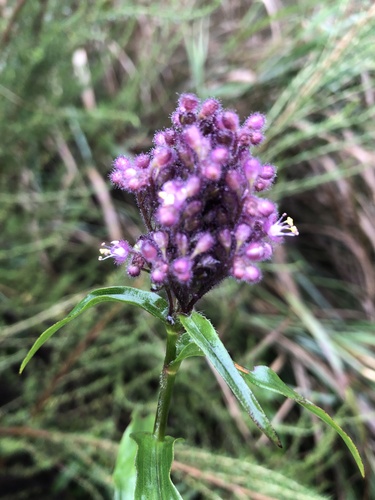 Floscopa glomerata (Floscopa glomerata)