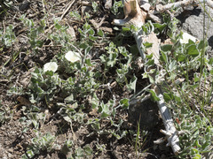 Calystegia malacophylla malacophylla