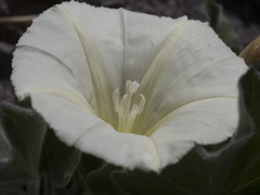 Calystegia malacophylla malacophylla