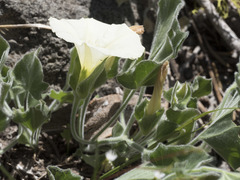 Calystegia malacophylla malacophylla