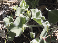 Calystegia malacophylla malacophylla