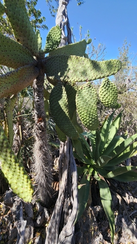 Consolea moniliformis