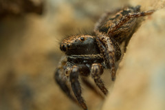 Habronattus oregonensis