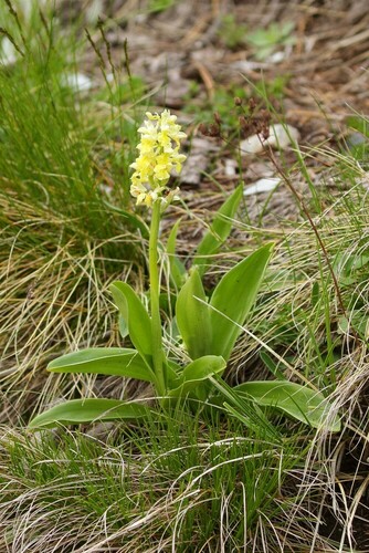 Pale orchid (Orchis pallens)