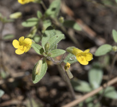 Erythranthe pulsiferae