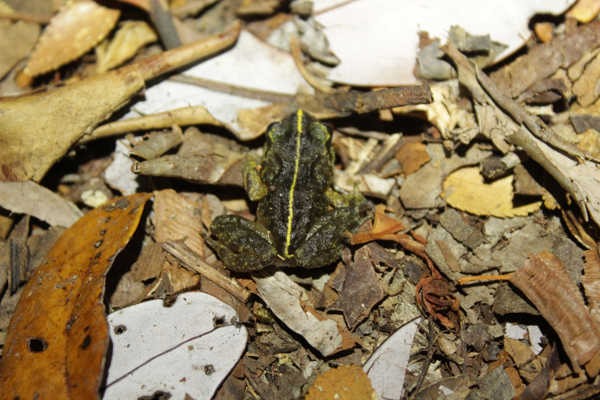 Eupsophus emiliopugini Formas, 1989