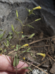 Erythranthe pulsiferae