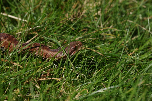 Portugese Viper, Vipera seoanei