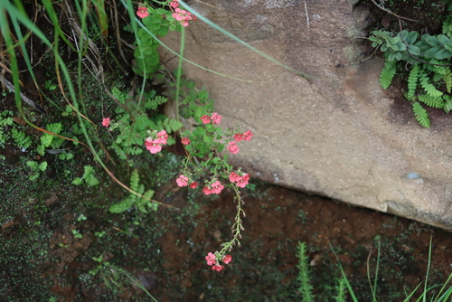 Jamesbrittenia breviflora, photograph 5
