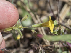 Erythranthe pulsiferae