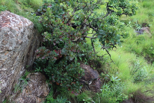 Image of Greyia sutherlandii by (c) Tony Rebelo, some rights reserved (CC BY-SA)