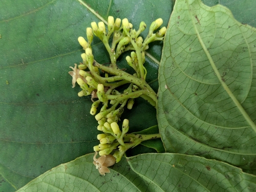 Image of Palicourea berteroana by no rights reserved