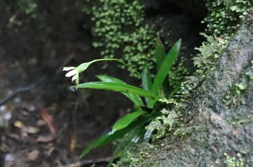 Creeping vellozia (Xerophyta elegans)