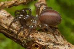 Antrodiaetus pacificus