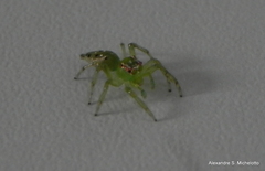 Acragas trimaculatus