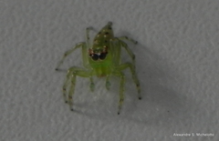 Acragas trimaculatus