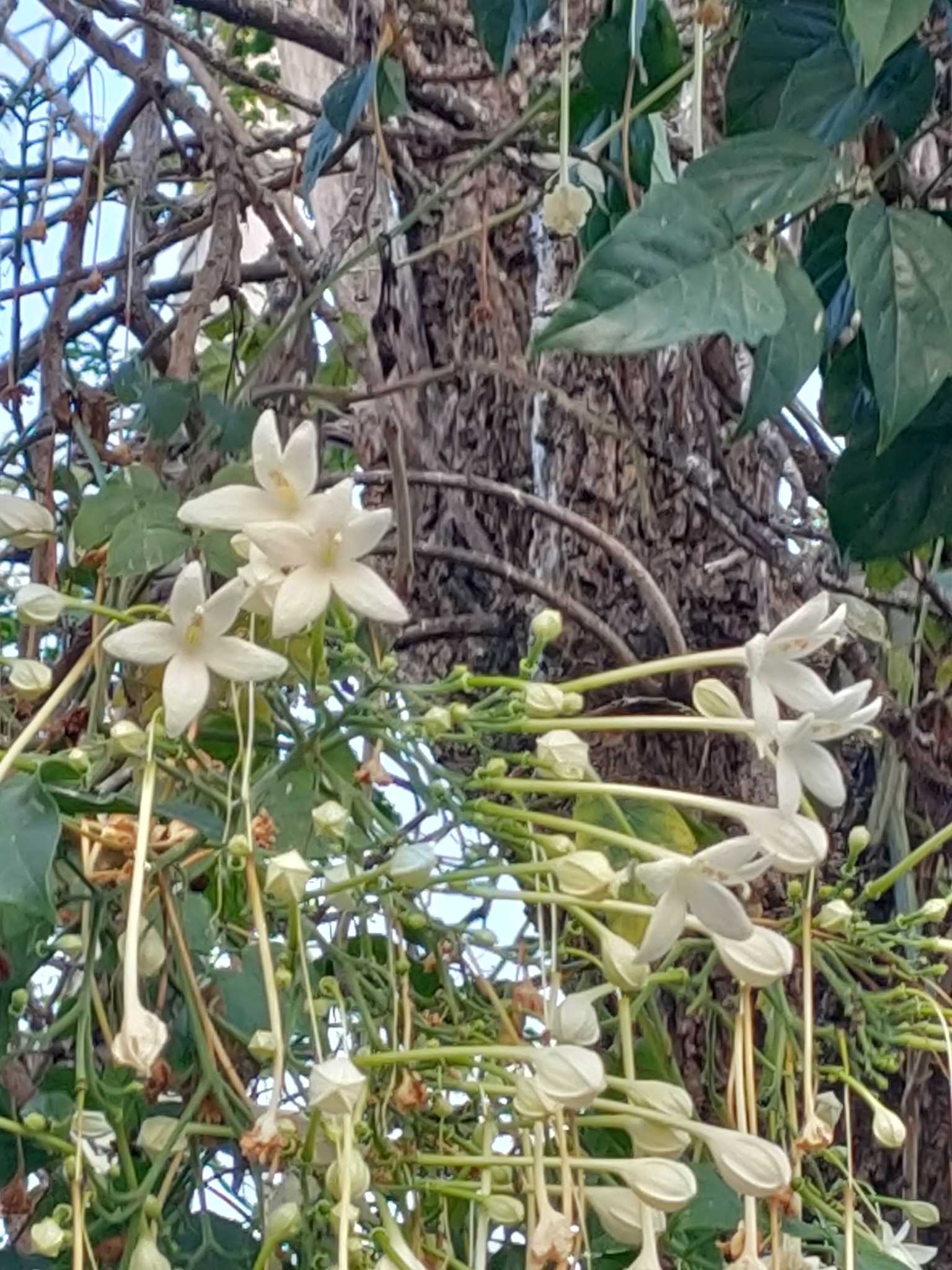 Imagem de Corticeira