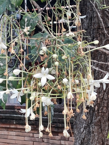 Foto de Corticeira