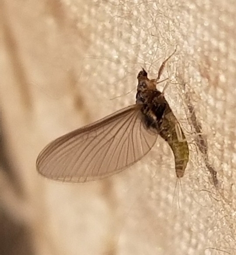 Leptohyphidae