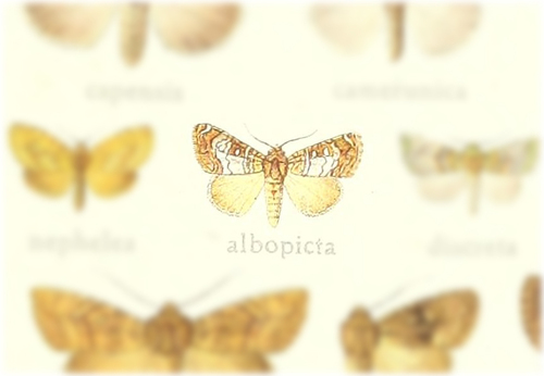 Microplexia albopicta