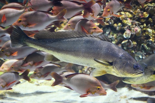Chinese bahaba (Bahaba taipingensis) — Sciaenidae