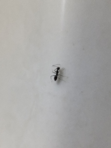 Longhorn Crazy Ant